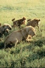 Imagen de Eternos rivales: hienas y leones - 7