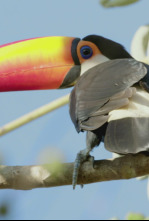 Imagen de Los animales más raros...: Mutantes salvajes - 6