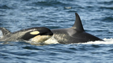 Imagen de Concebido para matar: La orca - 7