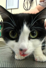 Imagen de Veterinaris (T9): Ep.8 - 4