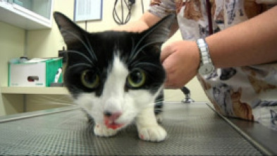 Imagen de Veterinaris (T9): Ep.8 - 5