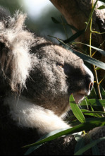 Imagen de Sky Safari: Australia - 4