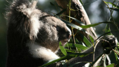 Imagen de Sky Safari: Australia - 5