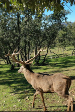Imagen de Cazadores de lances - 4
