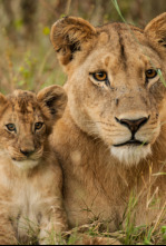 Imagen de Leones: caza por la supervivencia - 5
