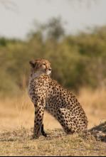 Imagen de Safari letal: Dientes vs. garras - 6
