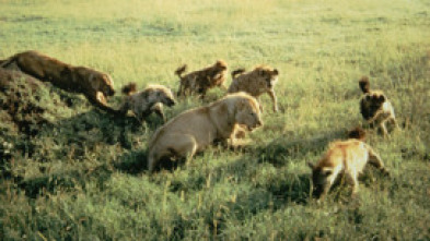 Imagen de Eternos rivales: hienas y leones - 13