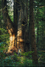 Imagen de El mundo invisible de los bosques - 4