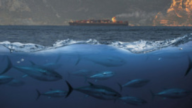 Imagen de Tuna paradise - 5