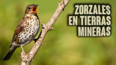 Imagen de Zorzales en tierras mineras - 5