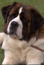 Imagen de Beethoven - 6