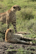 Imagen de Guerras felinas: leones contra guepardos - 9
