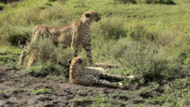 Imagen de Guerras felinas: leones contra guepardos - 10