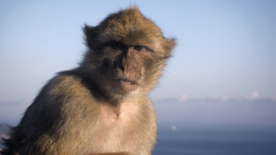 Imagen de Imperios del reino animal: Migraciones - 3