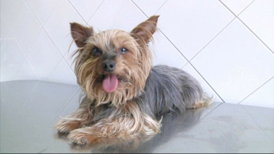 Imagen de Veterinaris (T9): Ep.8 - 3