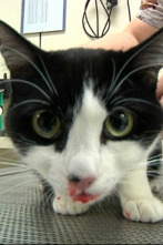 Imagen de Veterinaris (T8): Ep.5 - 2