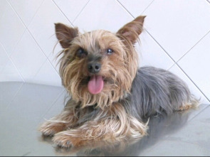 Imagen de Veterinaris (T8): Ep.4 - 1