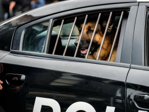 Imagen de Hudson y Rex (T5) - 3
