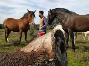 Imagen de Extremadura a caballo - 1