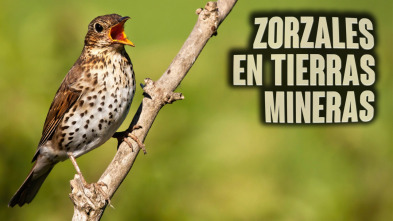 Imagen de Zorzales en tierras mineras - 3