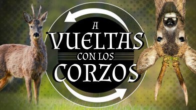 Imagen de A vueltas con los corzos - 3
