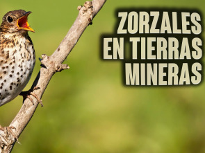 Imagen de Zorzales en tierras mineras - 1