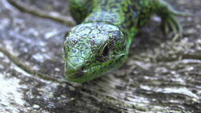 Imagen de ¡Qué animal! (T2) - 4