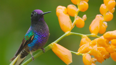 Imagen de Ecuador en la cima de la biodiversidad - 3