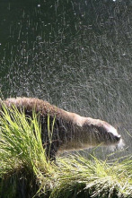 Imagen de Un año en la vida de una nutria - 2