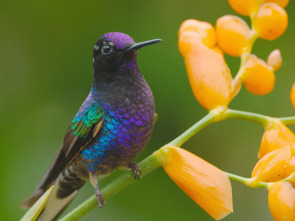 Imagen de Ecuador en la cima de la biodiversidad - 1