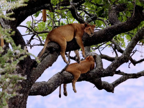 Imagen de La vida en el reino animal - 1