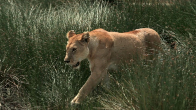 Imagen de Guerras felinas: leones contra guepardos - 8