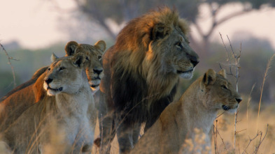 Imagen de Savage Kingdom: Madre de leones - 4