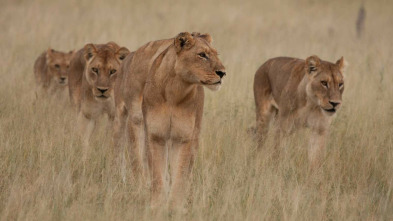 Imagen de Leones: caza por la supervivencia - 4