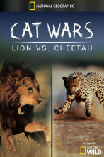 Imagen de Guerras felinas: leones contra guepardos - 7