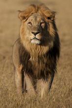 Imagen de Savage Kingdom: Madre de leones - 3