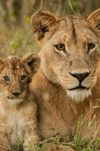 Imagen de Leones: caza por la supervivencia - 3