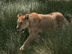 Imagen de Guerras felinas: leones contra guepardos - 6