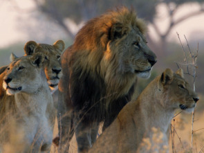 Imagen de Savage Kingdom: Madre de leones - 2