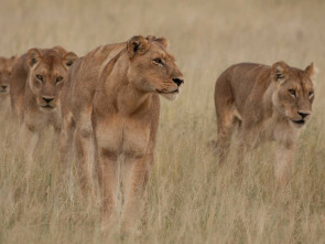 Imagen de Leones: caza por la supervivencia - 2