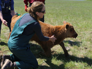 Imagen de Una veterinaria...: Este no es mi primer rodeo - 2