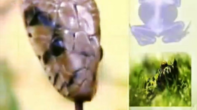 Imagen de Instinto animal - 3