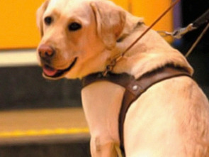 Imagen de Instinto animal - 1