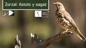 Zorzal: astuto y sagaz
