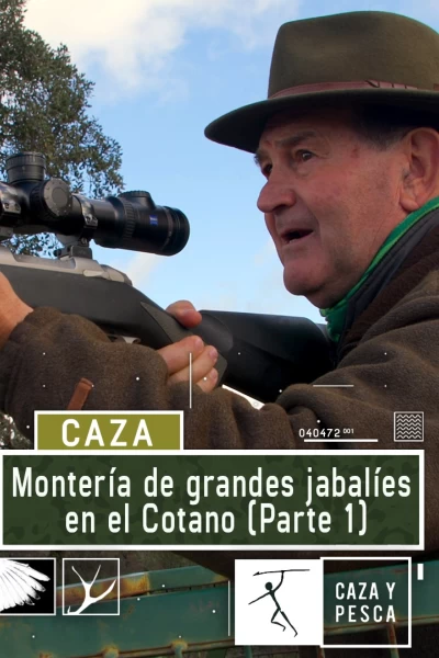Montería de grandes jabalíes en el Cotano. 1ª parte