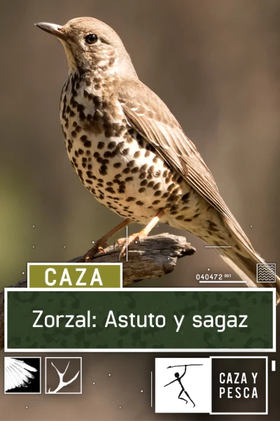 Zorzal: astuto y sagaz