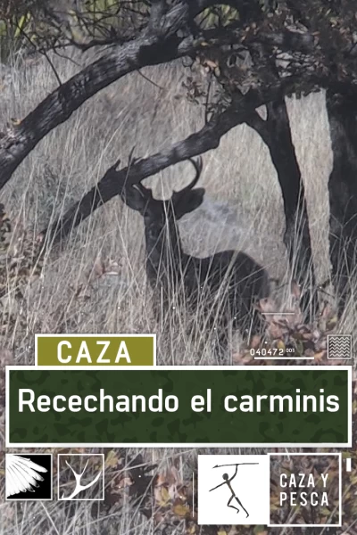 Recechando el Carminis