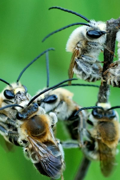 Las hijas del sol
