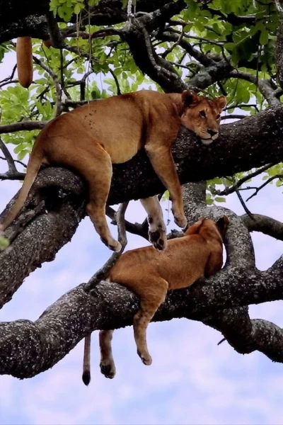 La vida en el reino animal